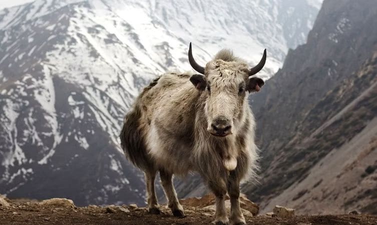 best budget hotel to stay in Manali